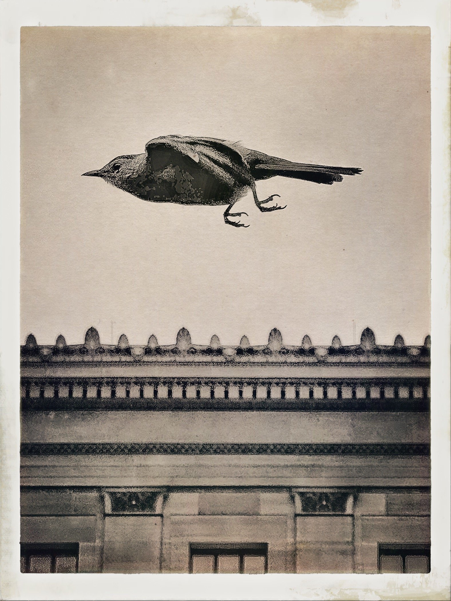 A black bird flies close above a historic building with decorative stonework in a sepia-toned image.