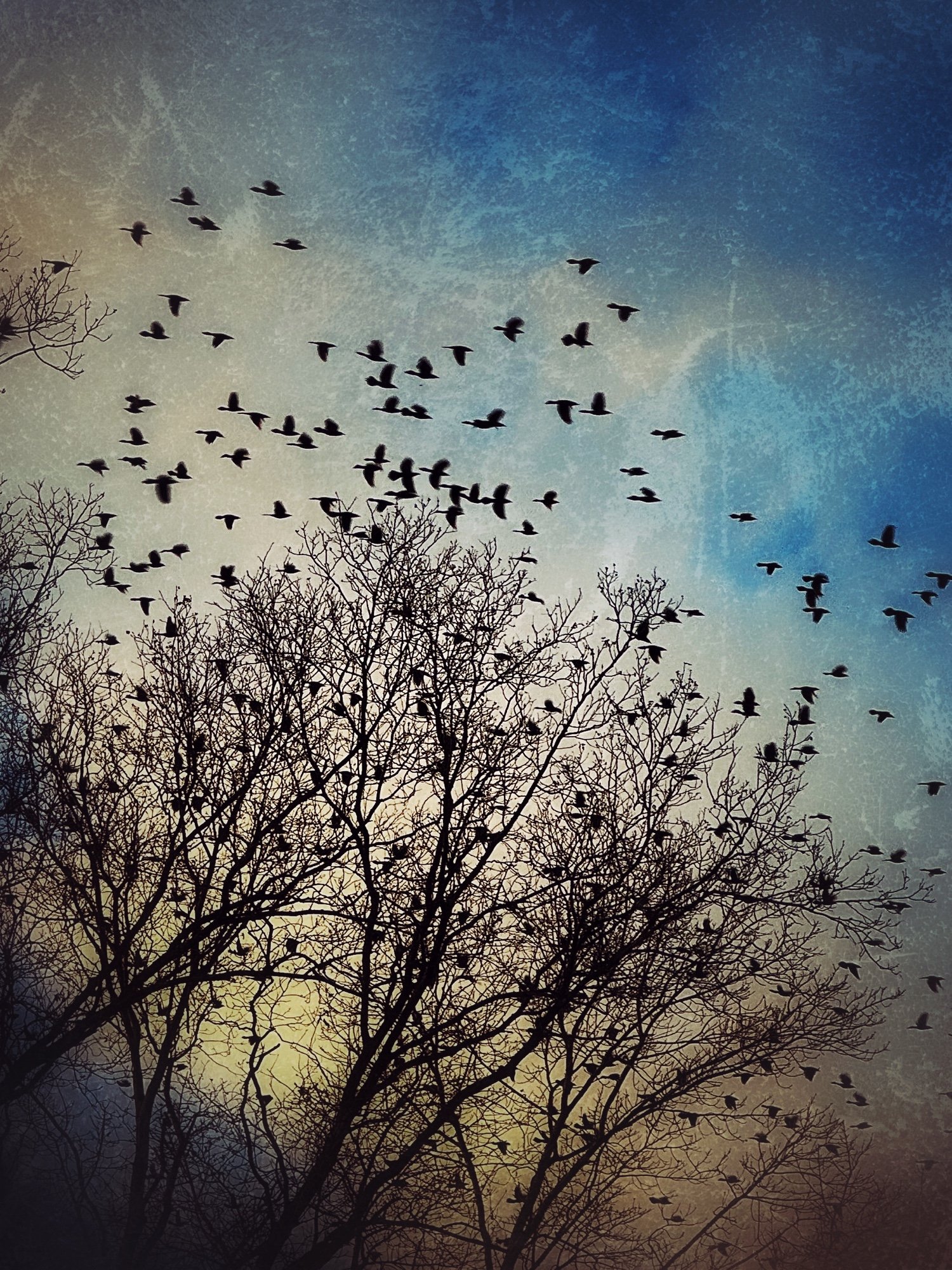 Murmurations