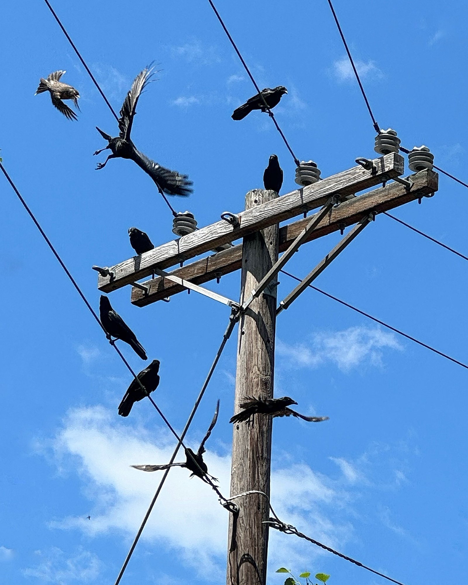 Something’s a-Twitter