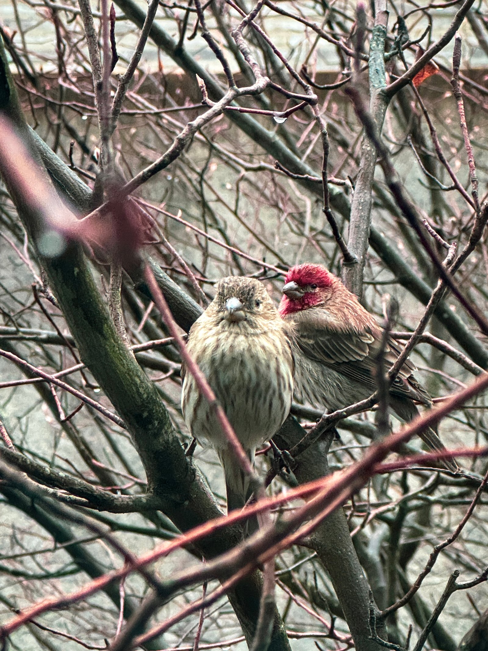 House Finches