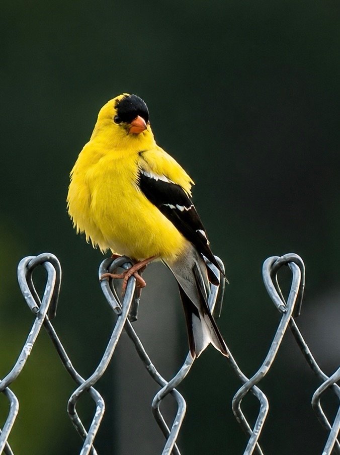 Goldfinch